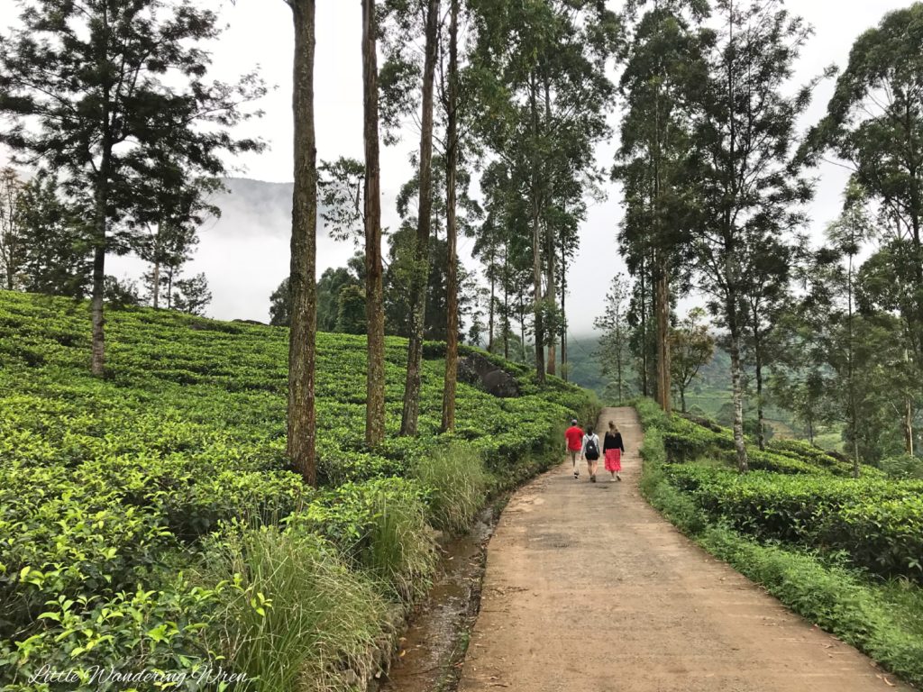 Tea plantation Nuwara Eliya