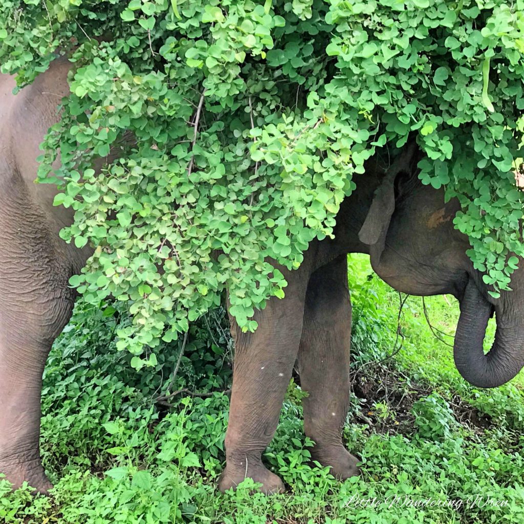 Sri Lanka Elephant in a tree