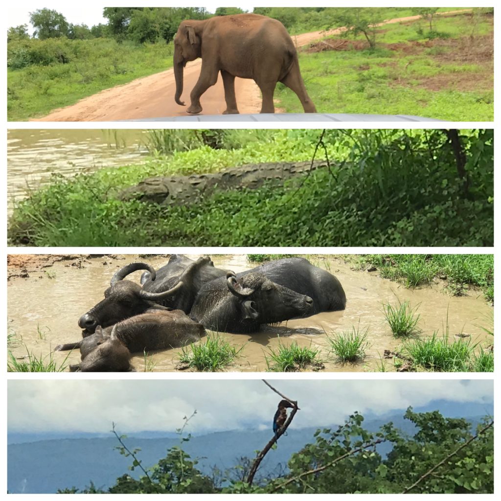 Wildlife of Sri Lanka