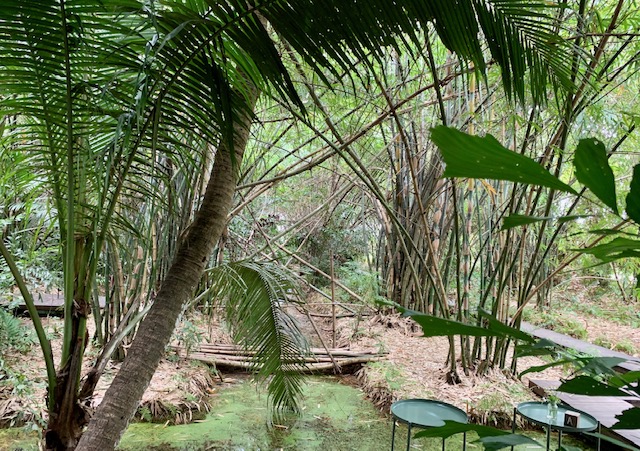 Little Tree Garden Cafe Forest Bathing