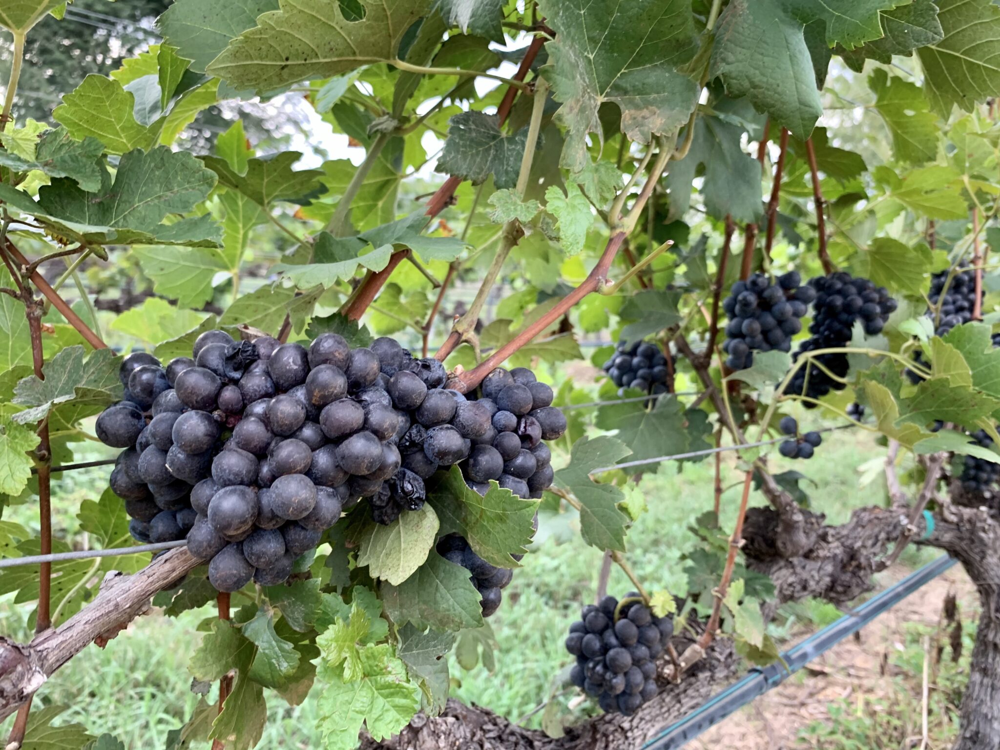 Grapes at Monsoon Valley Harvest Festival