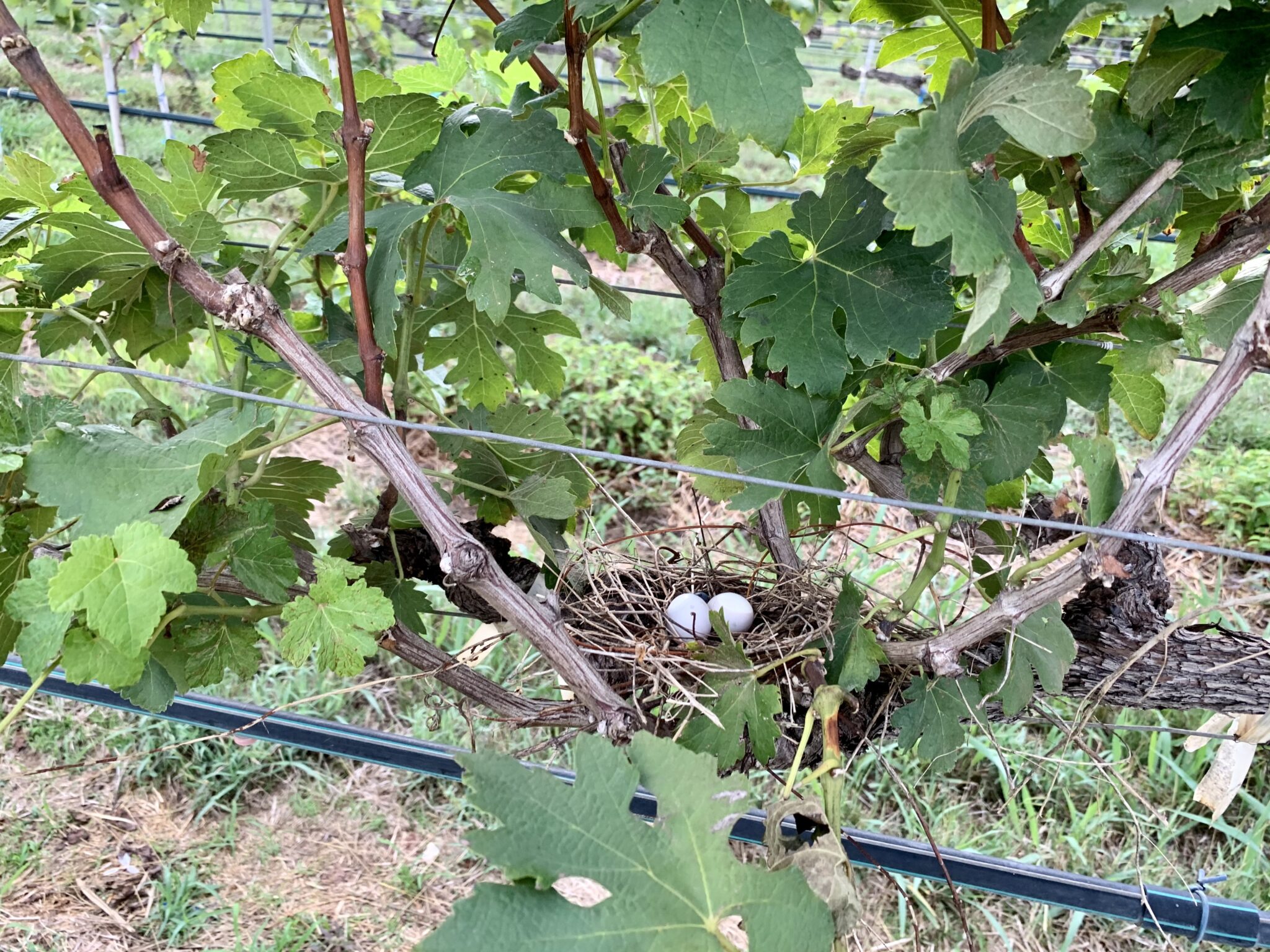 Eggs hidden in vines at Monsoon Valley