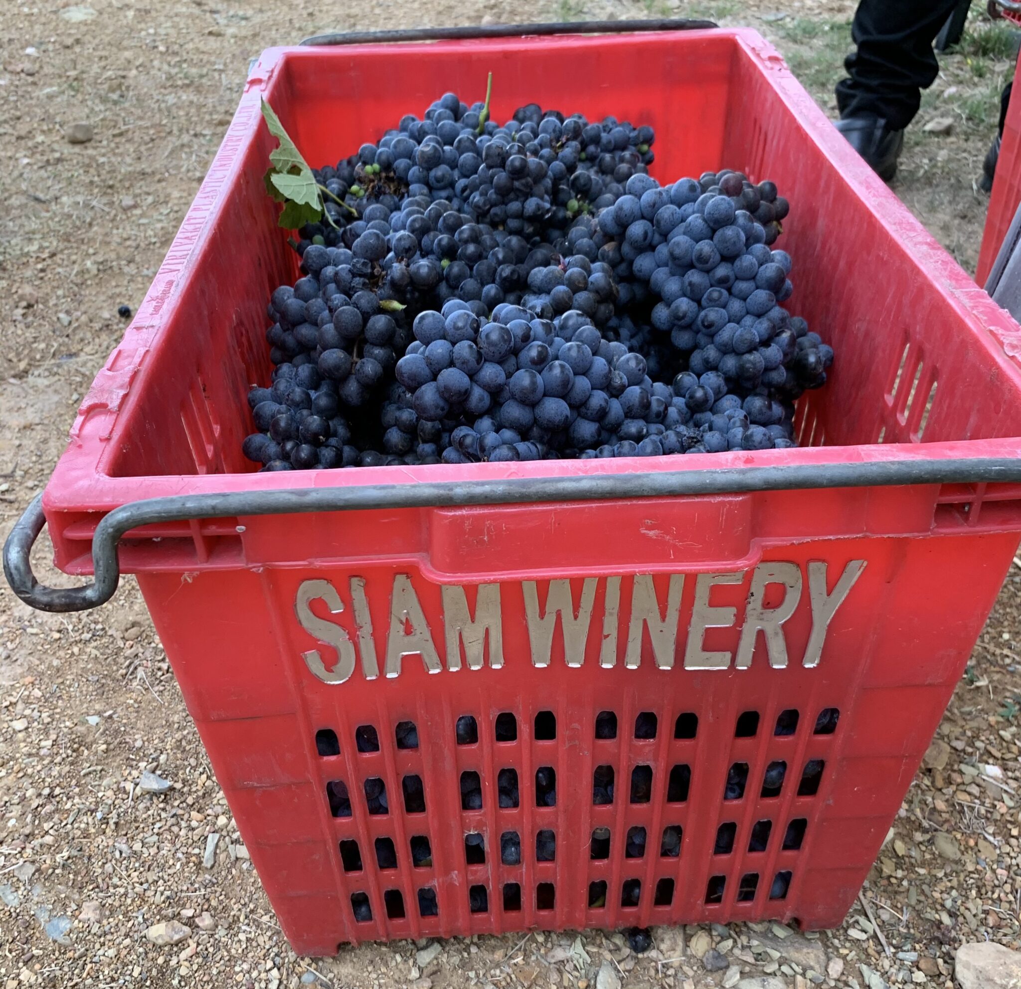 Grape picking Monsoon Valley Harvest Festival
