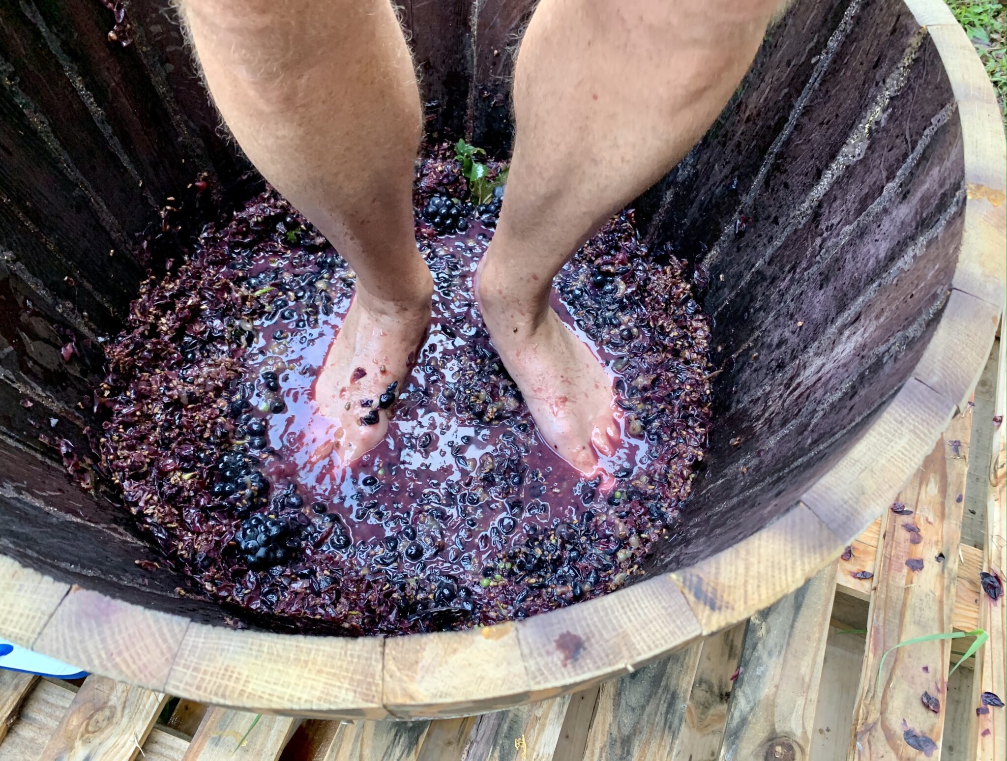 Grape Stomping Monsoon Valley Harvest Festival 
