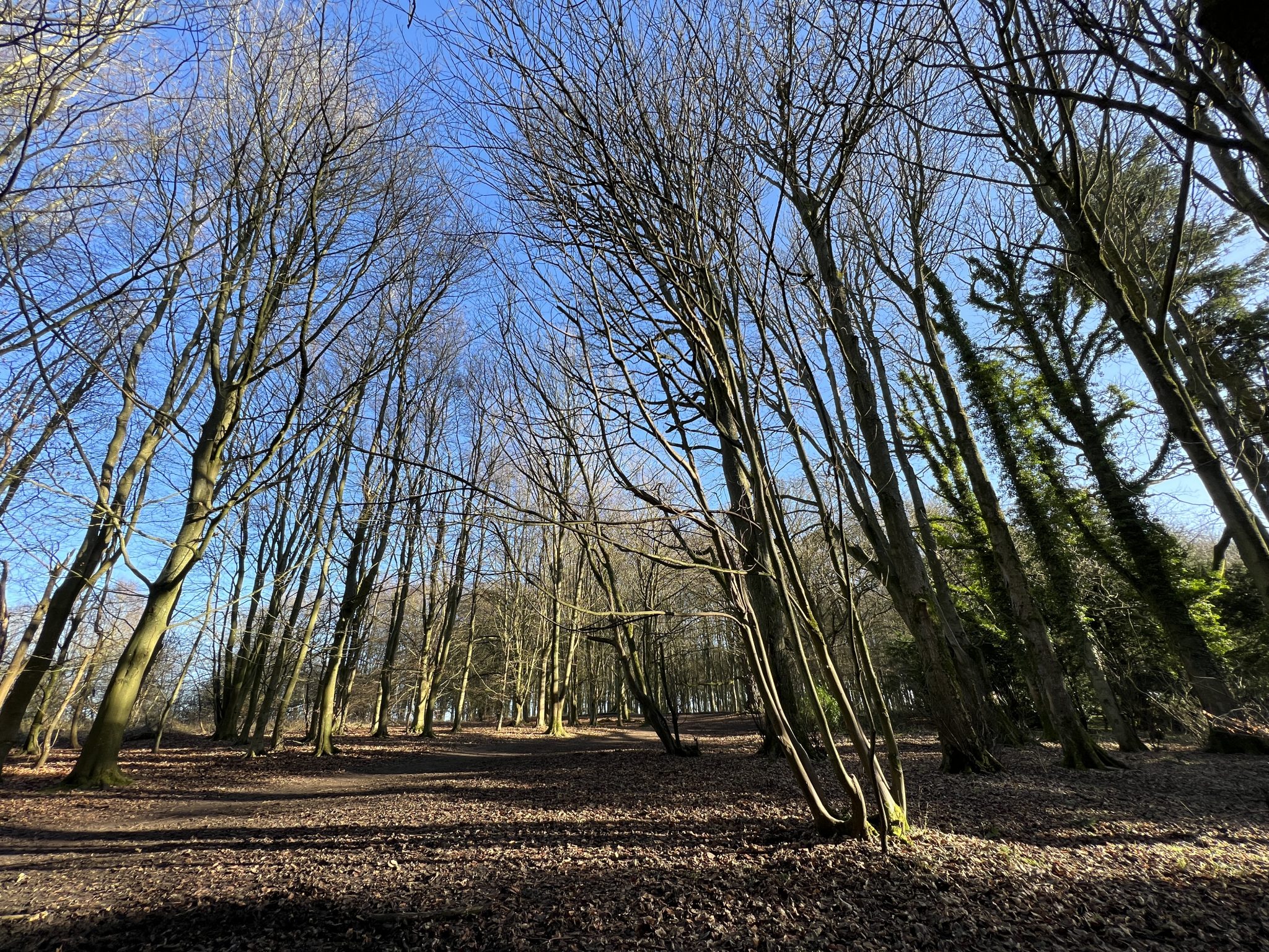 Badbury Clump Forest