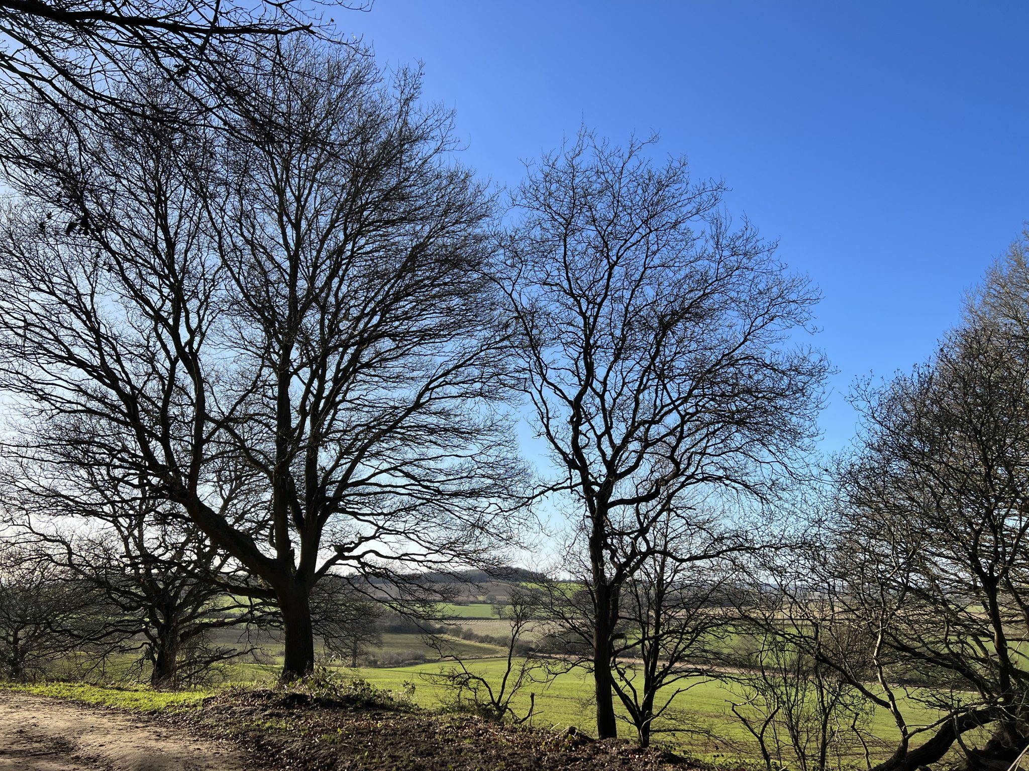 Badbury Clump Countryside views