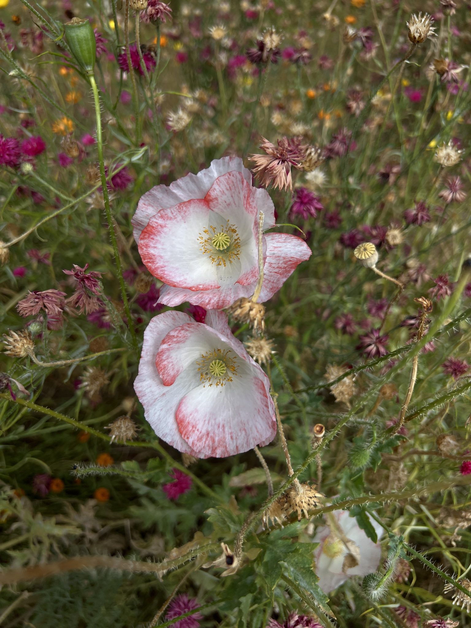 Poppies at Superbloom at The Tower of London