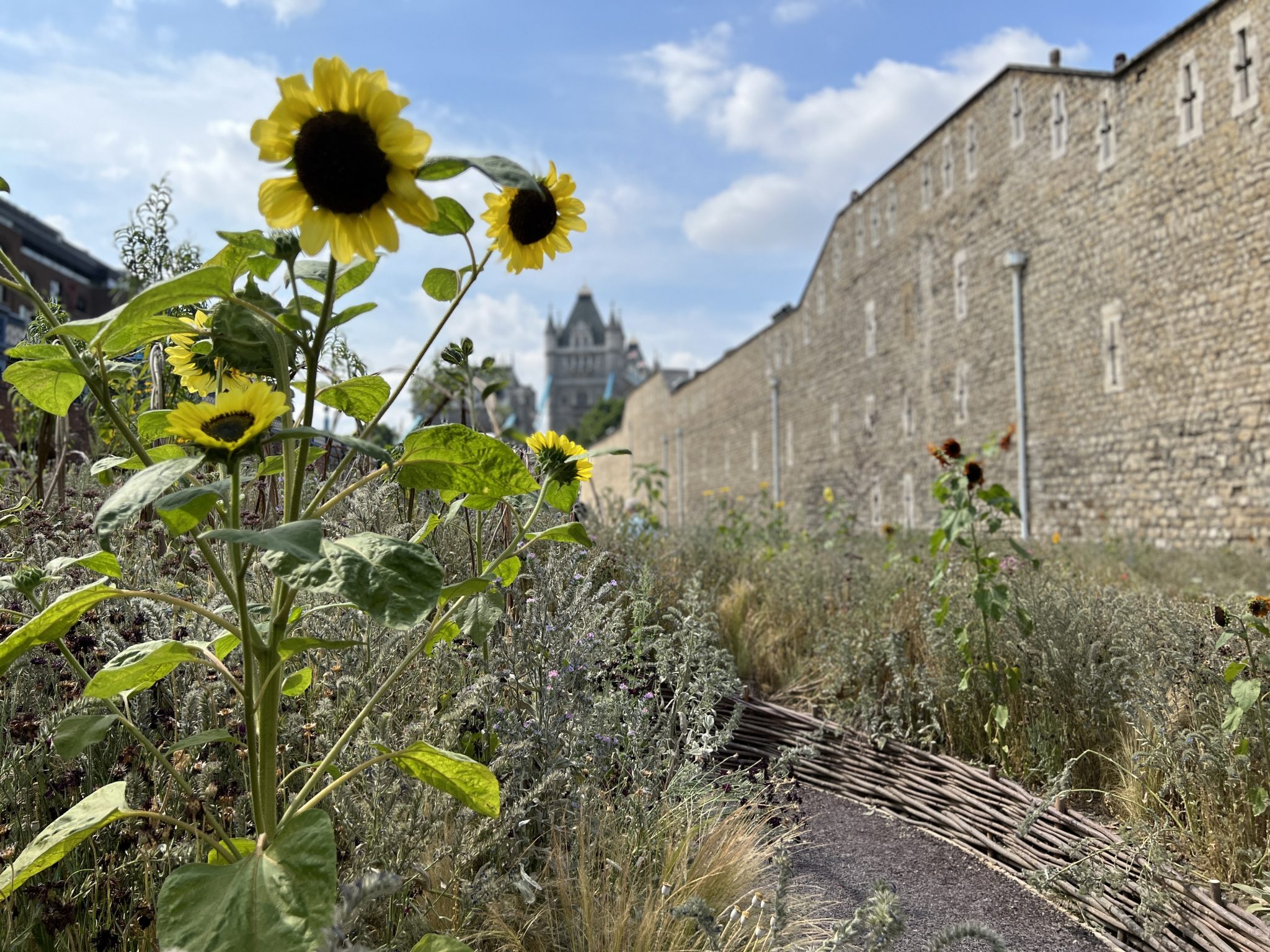 Superbloom at The Tower of London