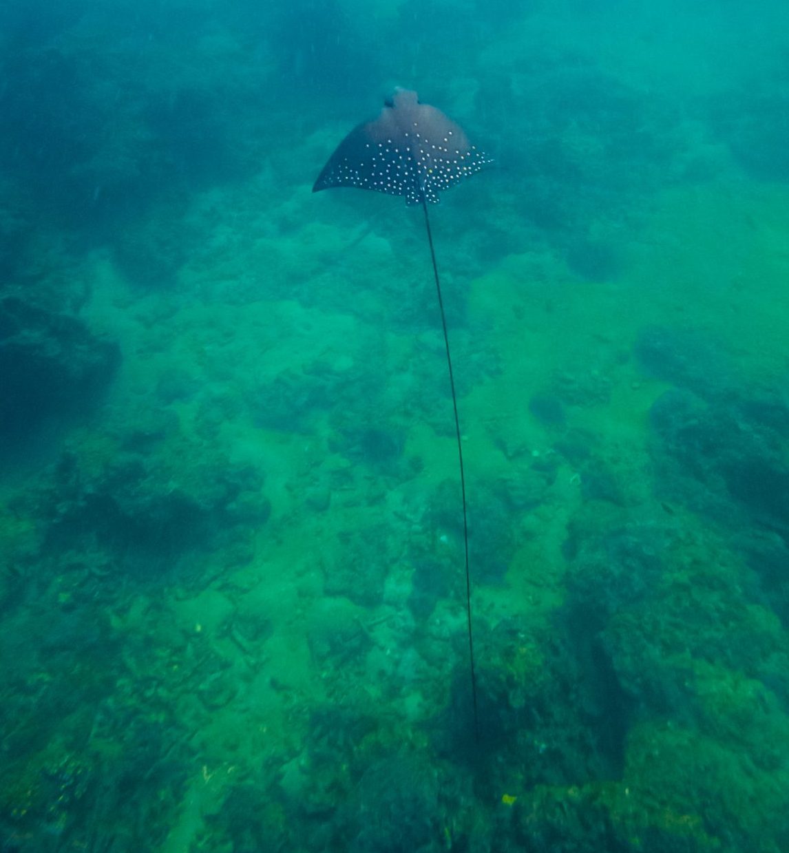 La Moet snorkelling