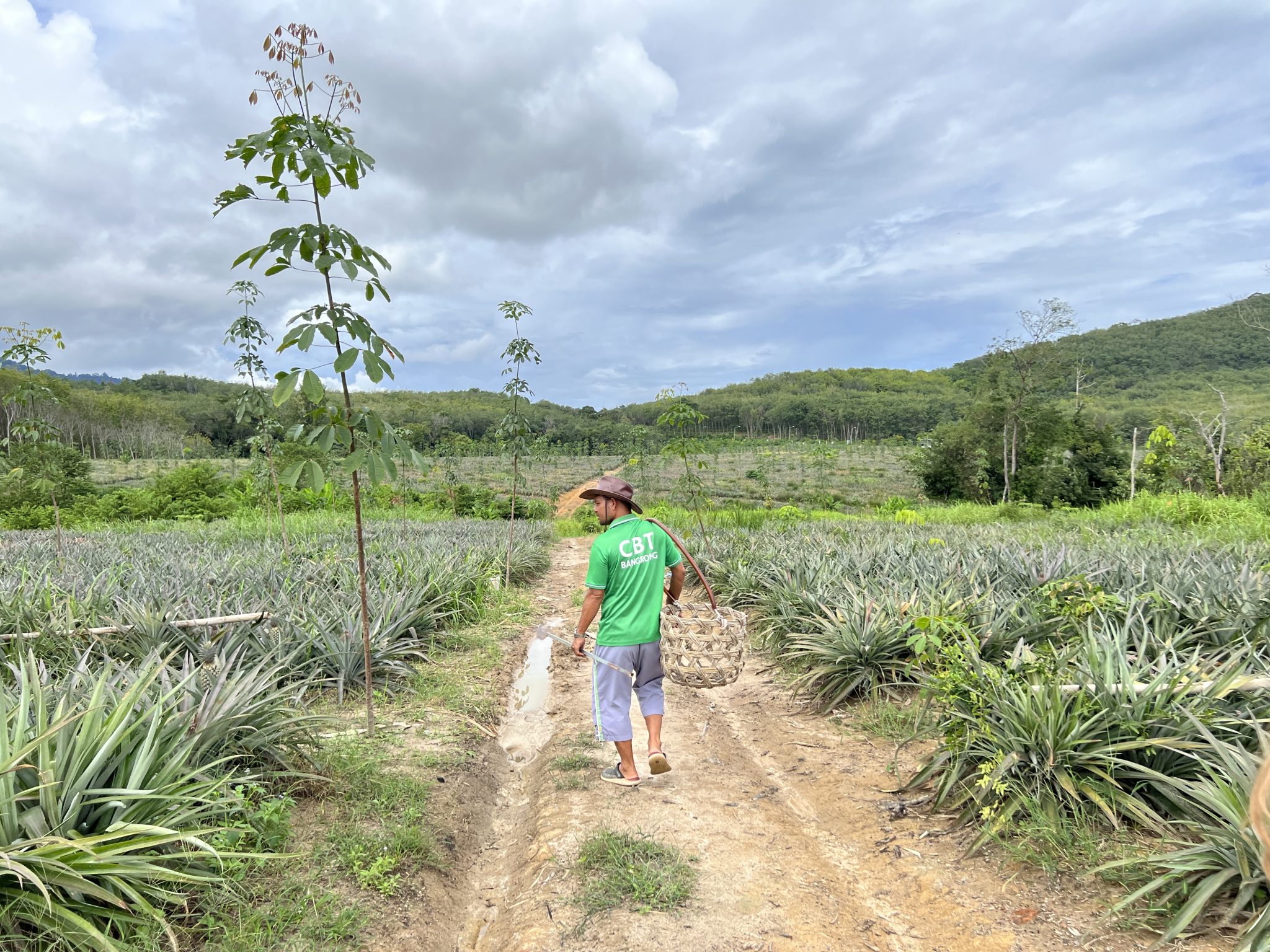 Phuket's Pineapple Plantations