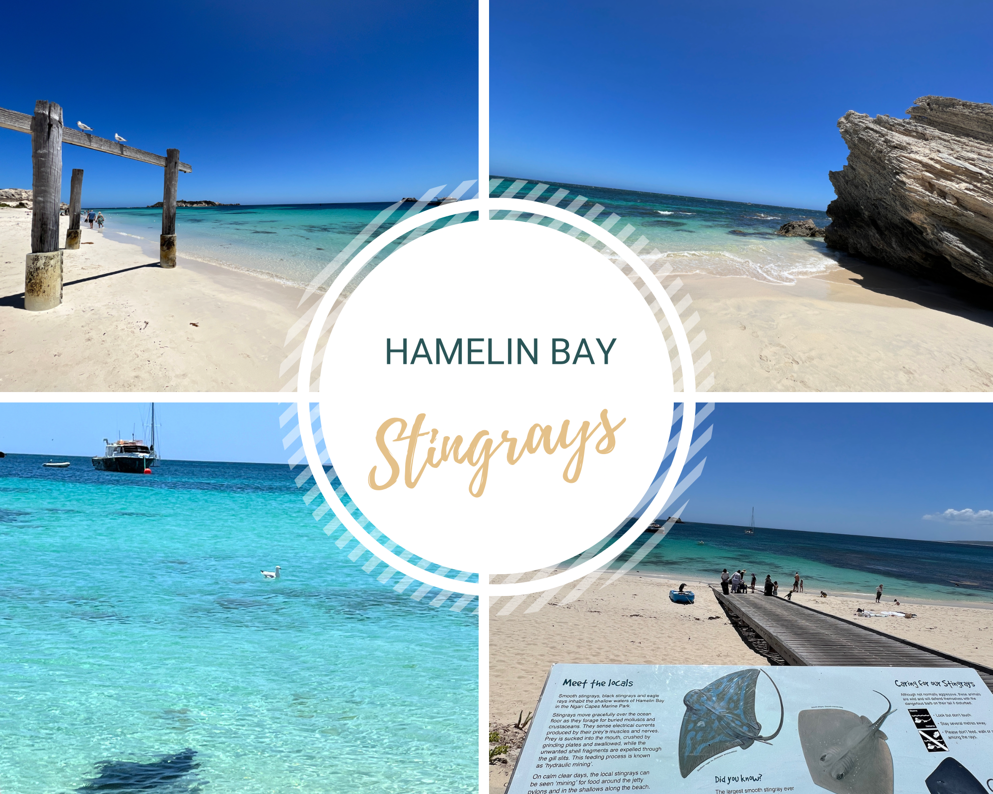 Hamelin Bay Stingrays