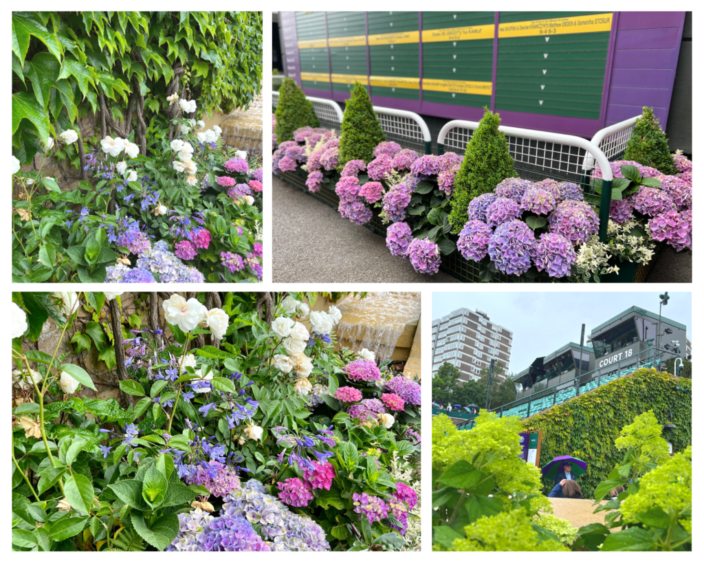 Flowers and gardens at Wimbledon