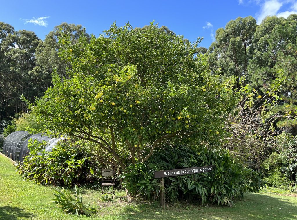 Organic gardens at Gwinganna Lifestyle Resort