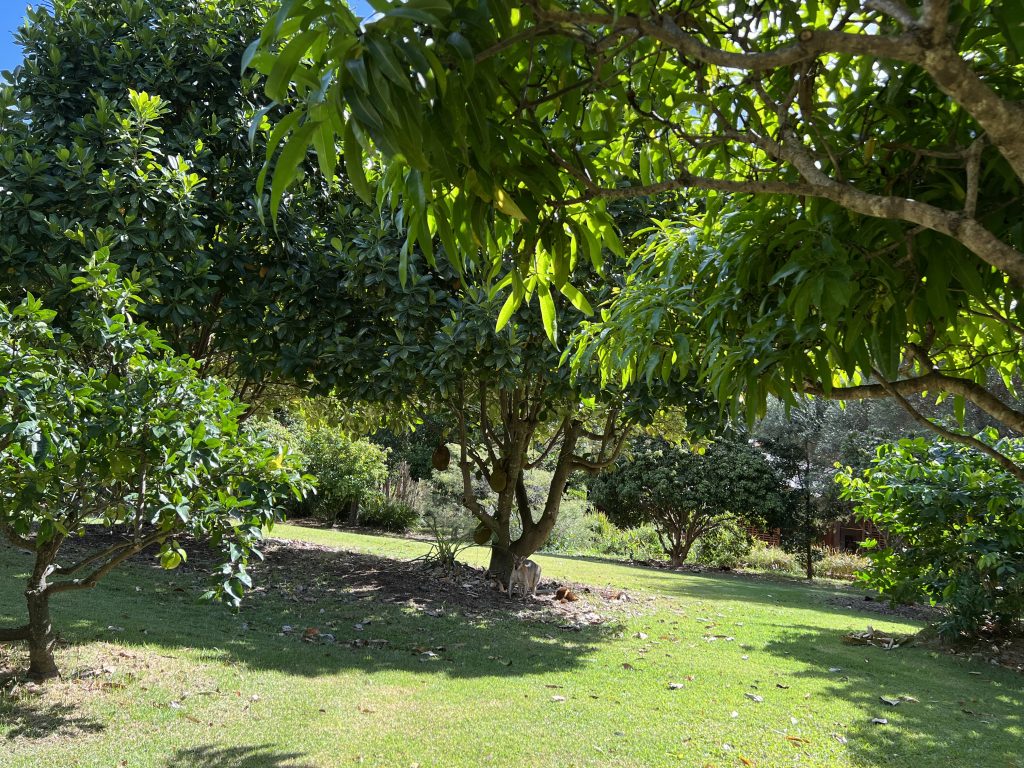 Gwinganna Lifestyle Retreat gardens