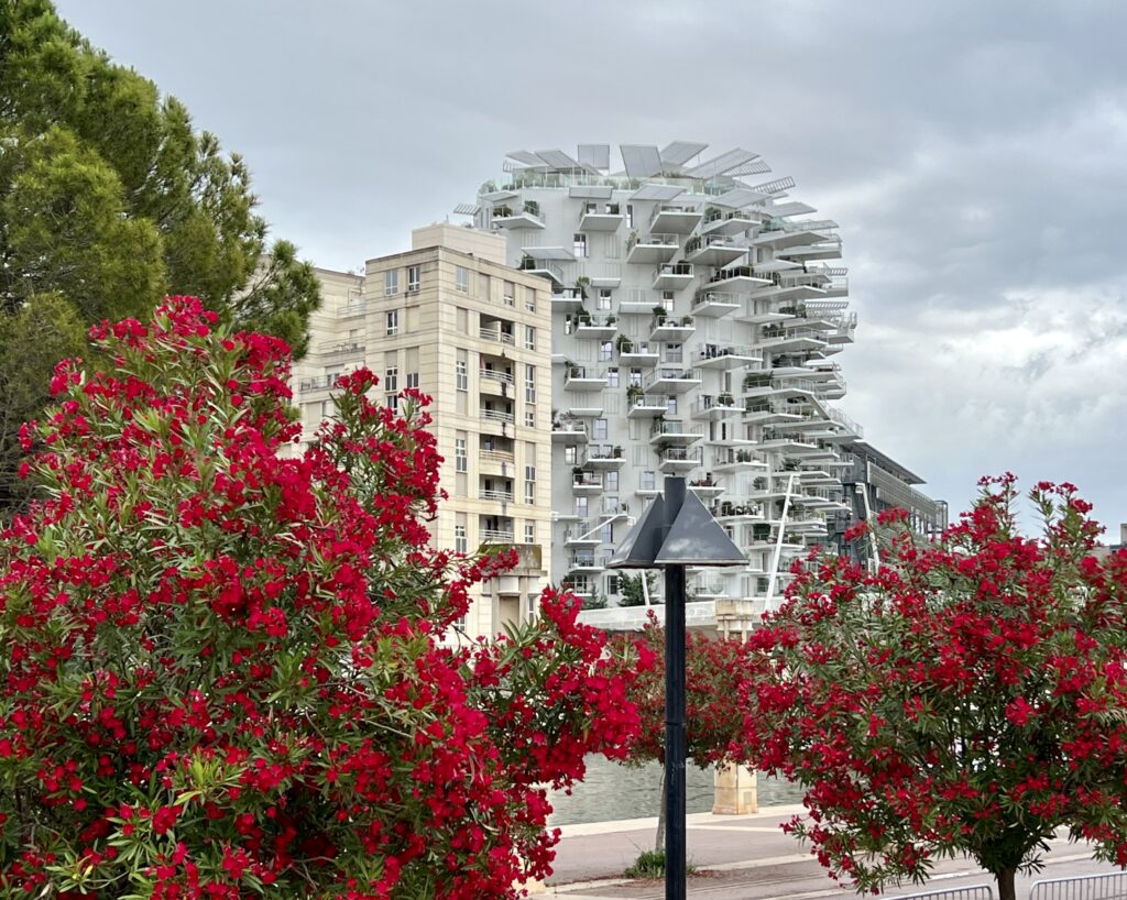 𝐋’𝐀𝐫𝐛𝐫𝐞 𝐁𝐥𝐚𝐧𝐜 Montpellier