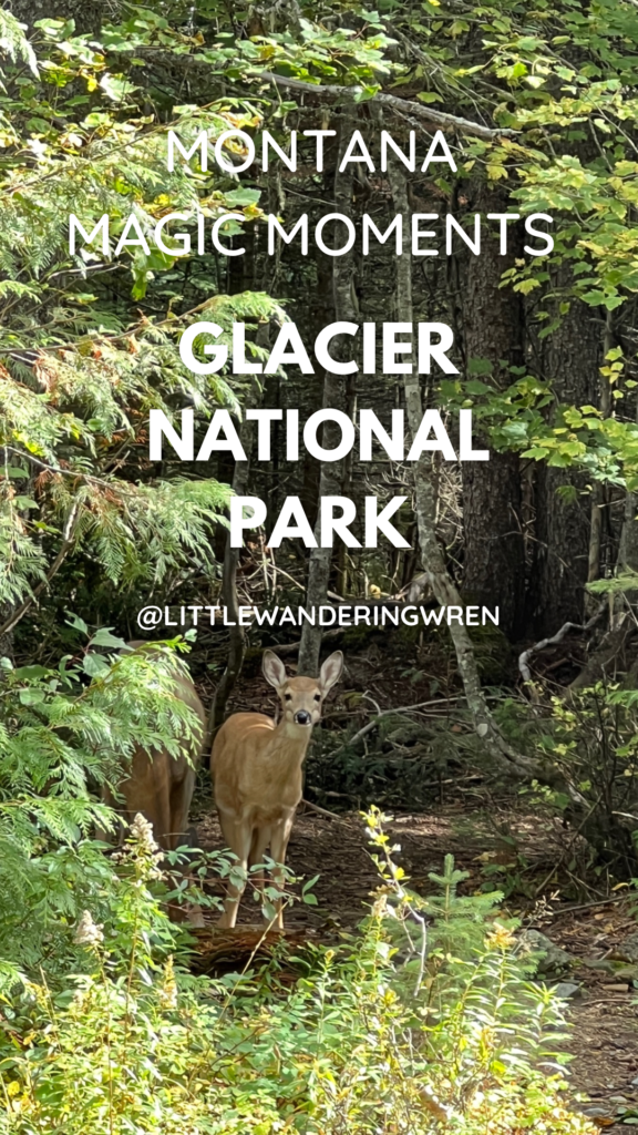 Deer in Glacier National Park, Montana