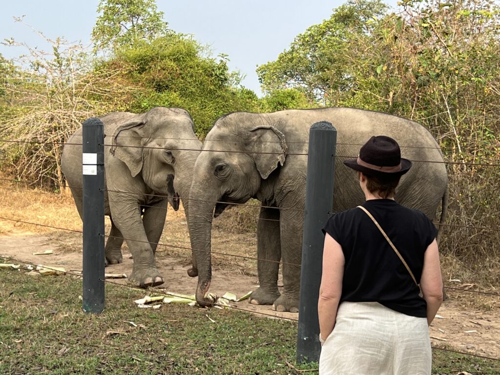 elephants at I love Phants Lodge