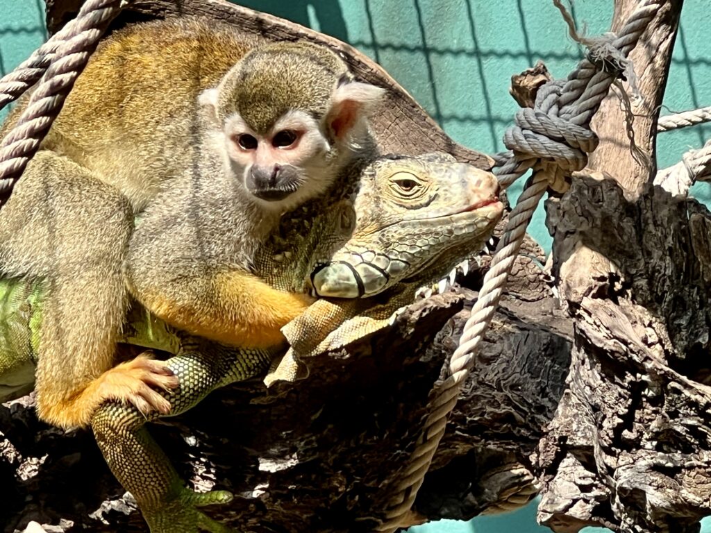 Animal rescue centre at I love Phants Lodge