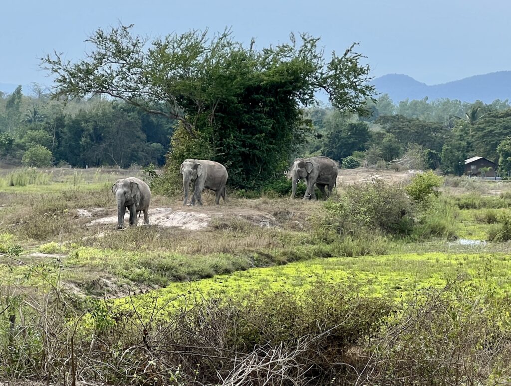 Elephant Enclosures at I Love Phants Lodge