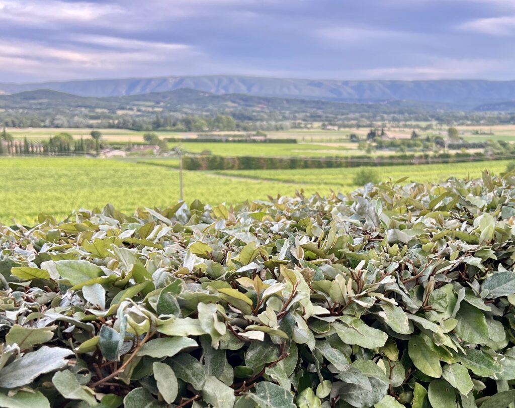 Discovering the views of Luberon from Bistro du Terrace, Joucas