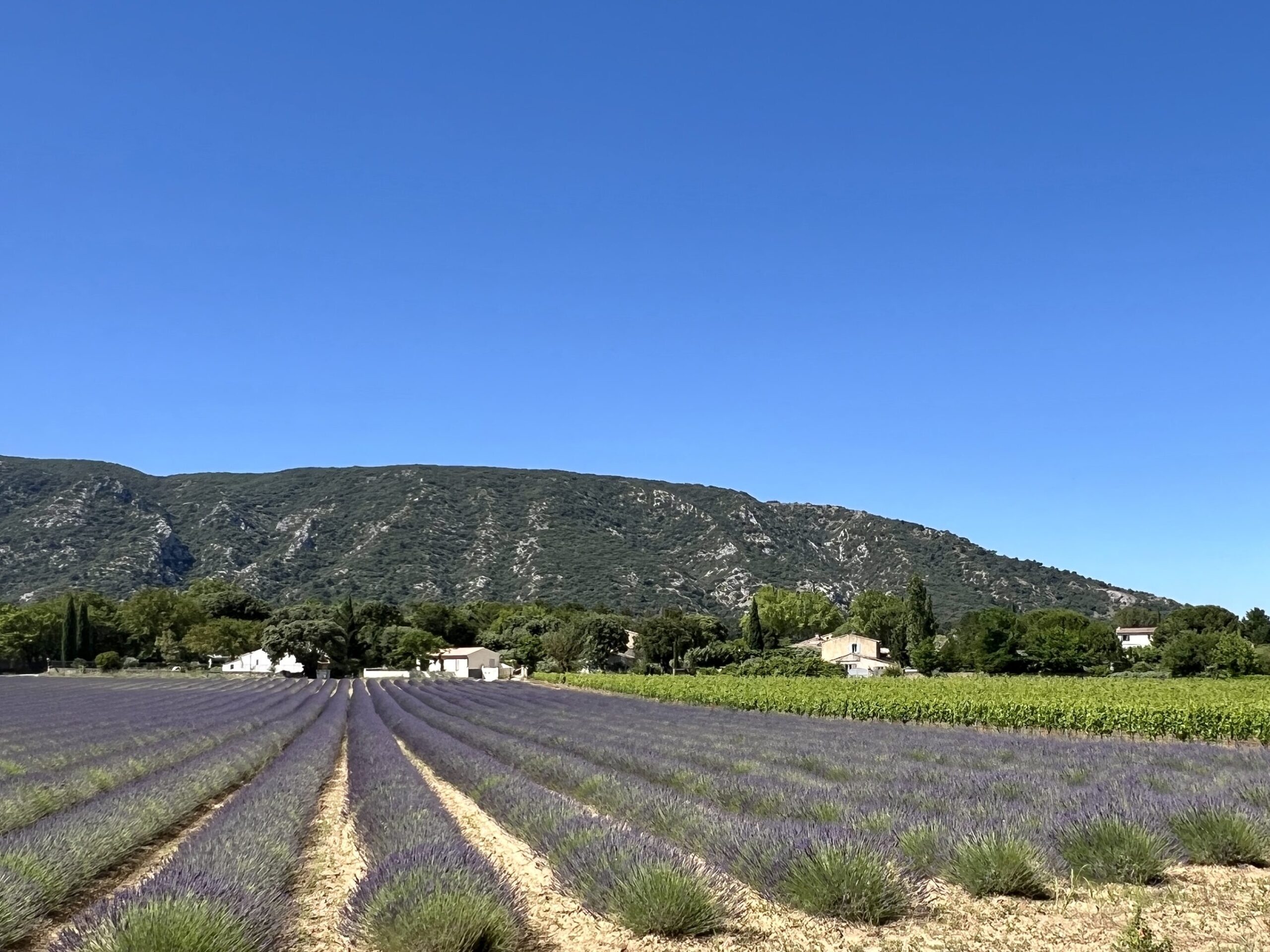 Discovering Lovely Luberons Lavender fields in Joucas