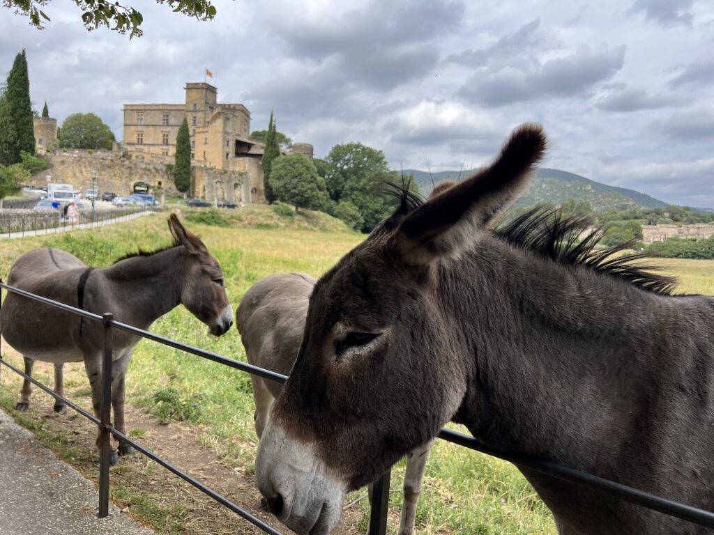 Donkeys and Château de Lourmarin, Luberon, Provence