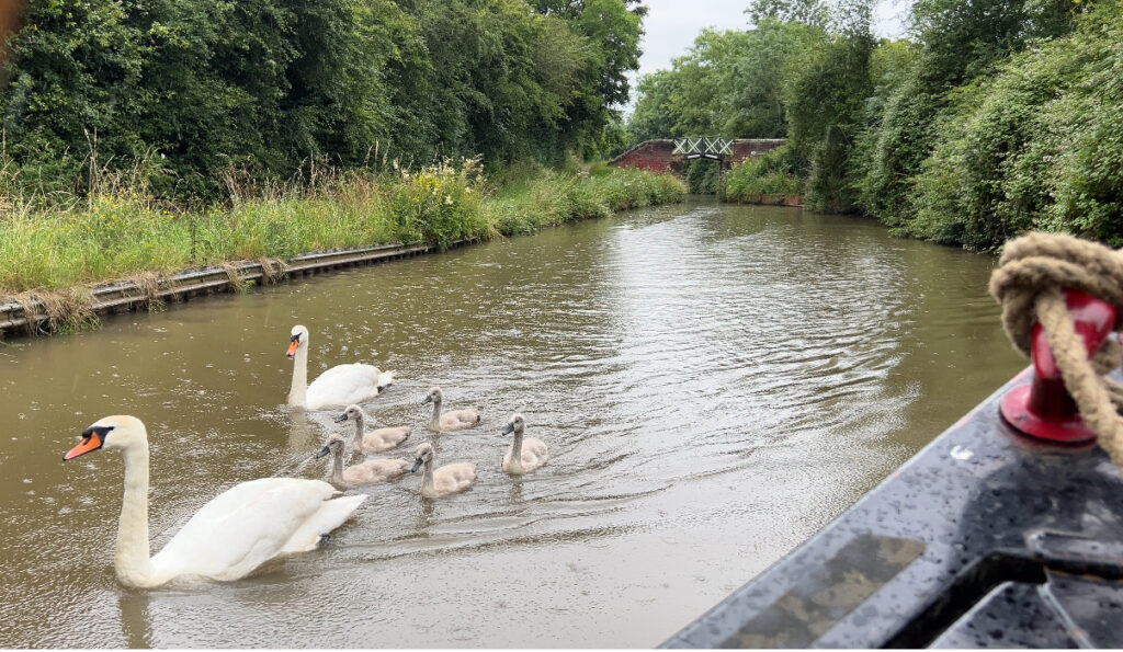 Swans on the Stratford Canal