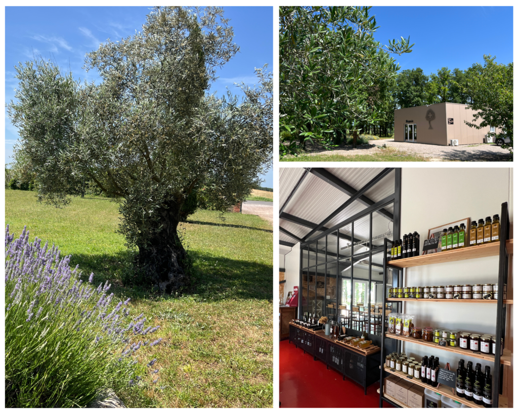 Walk at Domaine Riguad Olive Oil 