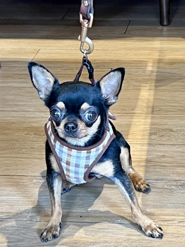 Dog are welcome at Kimpton Kitalay Samui