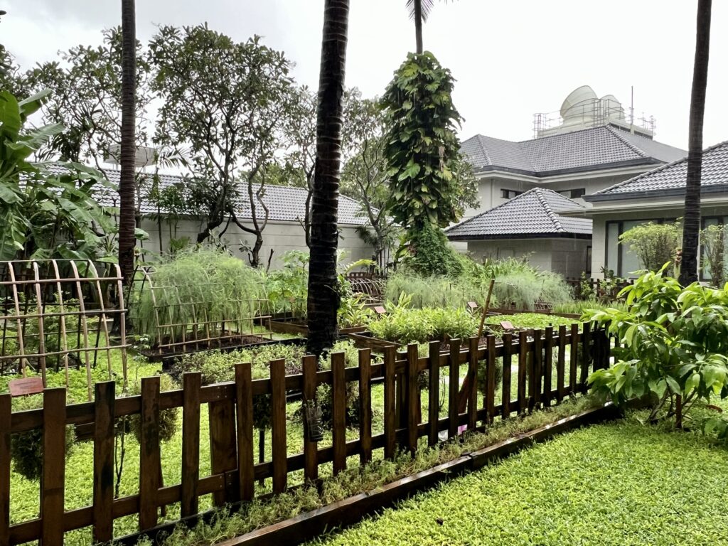 Organic herb garden, Centara Reserve Samui