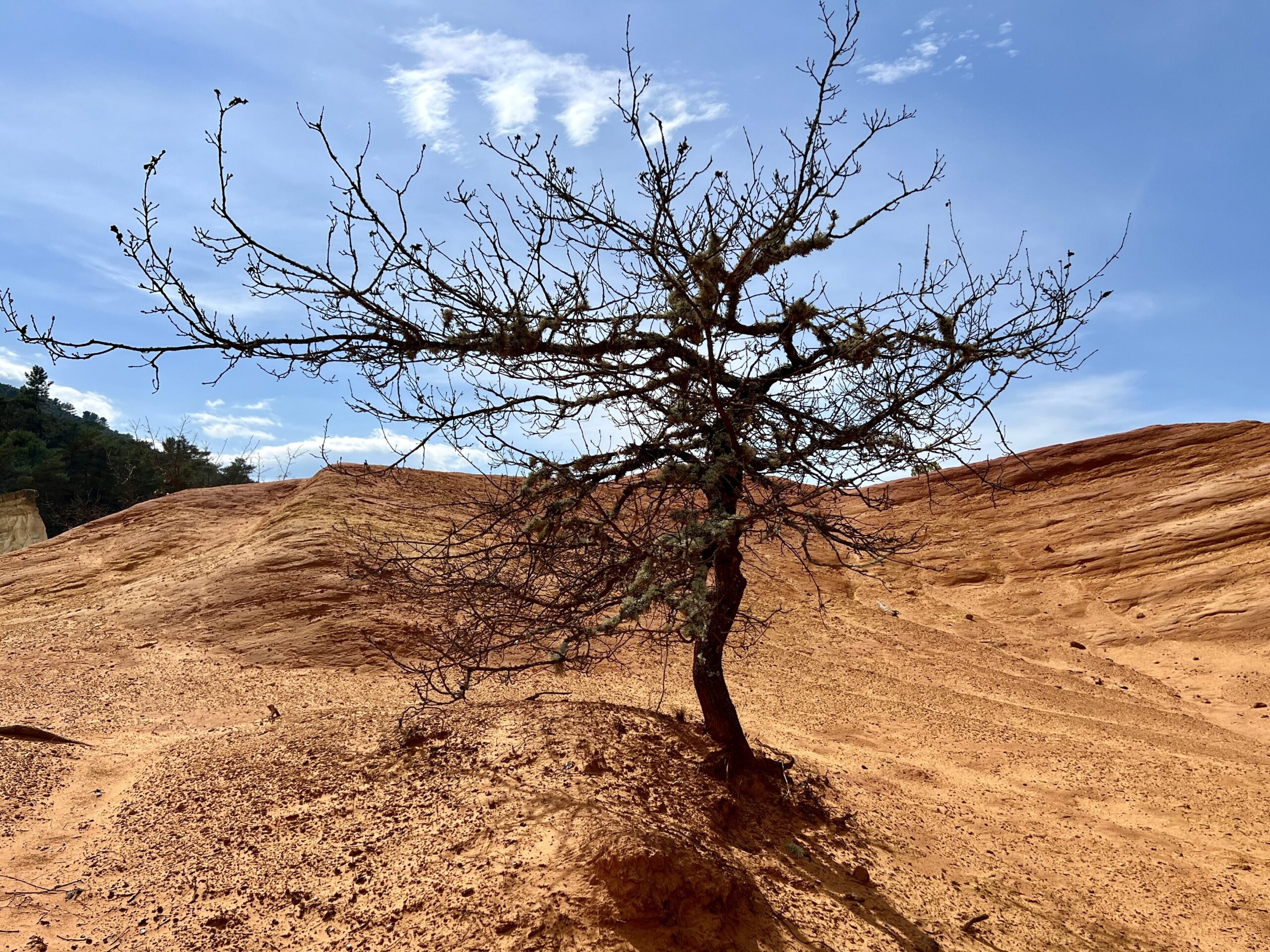 Lone tree at Colorado Provençal