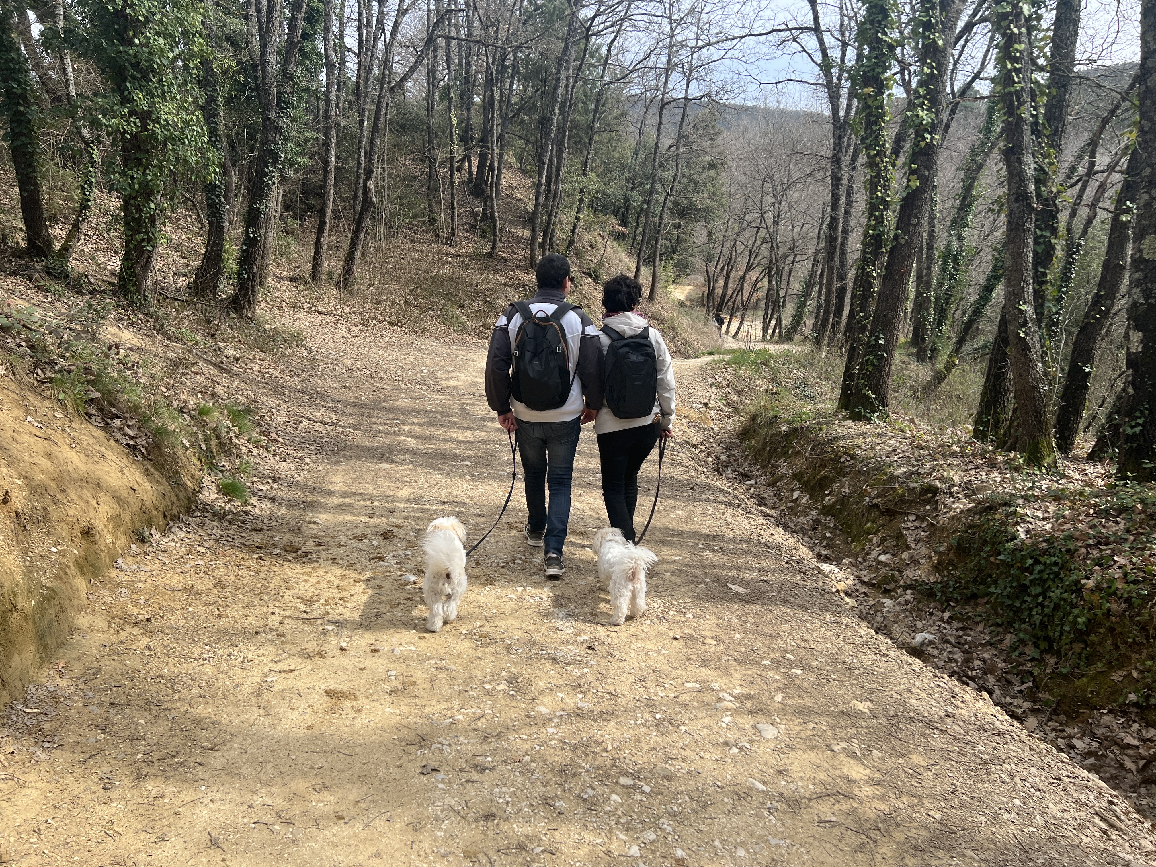 Dogs Welcome