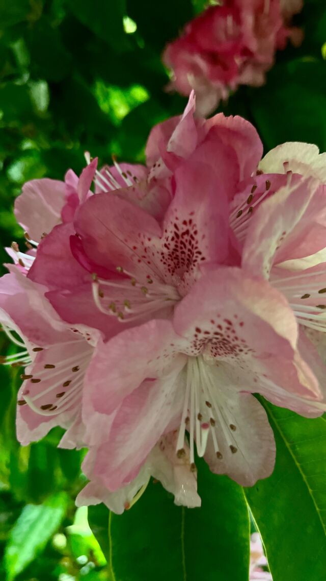 #𝗧𝗿𝗮𝘃𝗲𝗹𝗧𝗿𝗶𝗯𝗲𝗨𝗻𝗶𝘁𝗲: 𝗚𝗔𝗥𝗗𝗘𝗡🌿Calling all my garden lovers✨

𝘑𝘰𝘪𝘯𝘪𝘯𝘨 #𝘛𝘳𝘢𝘷𝘦𝘭𝘛𝘳𝘪𝘣𝘦𝘜𝘯𝘪𝘵𝘦 𝘵𝘩𝘪𝘴 𝘸𝘦𝘦𝘬—𝘸𝘪𝘵𝘩 𝘰𝘶𝘳 𝘵𝘩𝘦𝘮𝘦 𝘎𝘢𝘳𝘥𝘦𝘯—𝘸𝘦’𝘳𝘦 𝘤𝘦𝘭𝘦𝘣𝘳𝘢𝘵𝘪𝘯𝘨 𝘢𝘭𝘭 𝘵𝘩𝘦 𝘭𝘶𝘴𝘩, 𝘨𝘳𝘦𝘦𝘯, 𝘣𝘭𝘰𝘰𝘮𝘪𝘯𝘨 𝘱𝘭𝘢𝘤𝘦𝘴 𝘵𝘩𝘢𝘵 𝘴𝘱𝘢𝘳𝘬 𝘫𝘰𝘺 𝘢𝘯𝘥 𝘸𝘢𝘯𝘥𝘦𝘳𝘭𝘶𝘴𝘵. 𝘈𝘯𝘥 𝘵𝘩𝘪𝘴 𝘰𝘯𝘦’𝘴 𝘢 𝘴𝘩𝘰𝘸𝘴𝘵𝘰𝘱𝘱𝘦𝘳!

𝗚𝗮𝗿𝗱𝗲𝗻𝘀 𝗯𝘆 𝘁𝗵𝗲 𝗕𝗮𝘆 𝗶𝗻 𝗦𝗶𝗻𝗴𝗮𝗽𝗼𝗿𝗲 is a futuristic floral wonderland and a botanical bucket list moment! 🧚‍♀️

Think towering Supertrees, a cloud forest shrouded in mist, and flower domes bursting with blooms from every corner of the globe. It’s not just a garden—it’s a full-on experience that blends nature, technology, and art in the most mind-blowing way.

📍 𝗗𝗼𝗻’𝘁 𝗺𝗶𝘀𝘀:
🌸 The indoor purple waterfall (it’s a stunner!)
🌿 OCBC Skyway for epic views
🌺 Floral Fantasy for whimsical vibes
🎶 Evening sound & light show

𝗣𝗿𝗼-𝗧𝗶𝗽: Danielle (@possandruby) and I got off our respective planes from Melbourne & London to meet here late in the day when it was quieter, & you get to see the stunning sound & light shows! 

🧳 Been to Gardens by the Bay? Tell us your fave part!

🌍 Not been yet? Drop a 🌿 in the comments if it’s on your list!

🌏The TravelTribeUnite is a group of travelers that love photographing destinations both near and far. Each week, we share travel images that reflect a specific theme. Check out this week’s theme “Gardens” at #traveltribeunite.

#TravelTribeUnite #LittleWanderingWren #GardensByTheBay #SingaporeTravel #GardenWanderlust #Over50sTravel #FloralDestinations #TravelDreams #WanderThroughGardens #gardenglow #seetheworldwithme LittleWanderingWren