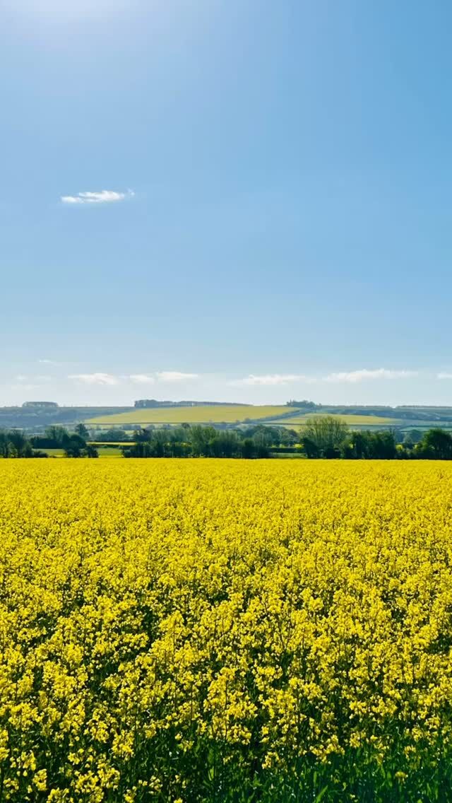 Happy Easter hols from the heart of the British countryside! 🌿🐑 🇬🇧

Here’s a quick peep into our recent wanders and springtime joy — wobbly little lambs finding their feet and those glorious golden fields of rapeseed glowing under a soft spring sky. 💛🌾🐴

Gotta love the Easter hols in the UK… family gatherings and plenty of cups of tea!. ✨🍵

Love the knitted Easter bonnet letter box topper in the village - thank you to all involved! 

𝗛𝗮𝗽𝗽𝘆 𝗦𝘂𝗻𝗱𝗮𝘆 𝘁𝗼 𝘆𝗼𝘂 — may it be full of nature, fresh air, and moments to treasure. 🐰💐

𝗪𝗵𝗮𝘁 𝗮𝗿𝗲 𝘆𝗼𝘂 𝘂𝗽 𝘁𝗼 𝘁𝗵𝗶𝘀 𝘄𝗲𝗲𝗸𝗲𝗻𝗱? 

𝘚𝘦𝘦 𝘴𝘵𝘰𝘳𝘪𝘦𝘴 𝘧𝘰𝘳 𝘢𝘭𝘭 𝘵𝘩𝘦 𝘥𝘦𝘵𝘢𝘪𝘭𝘴 … we won the Easter egg competition and there’s a new horse in the nest! 

#HappyEaster #UKCountryside #SpringVibes #LambSeason #EasterInTheFields #YellowFieldsForever #CountryLife #LittleWanderingWren #Over50sTravel #seetheworldwithme